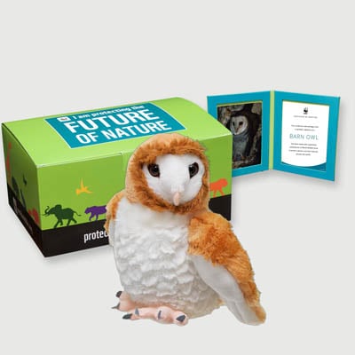 barn owl Plush, box + frame adoption kit