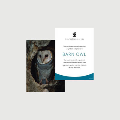barn owl Photo + certificate adoption kit