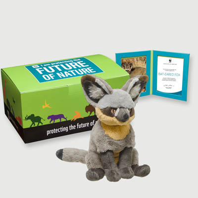 bat eared fox Plush, box + frame adoption kit
