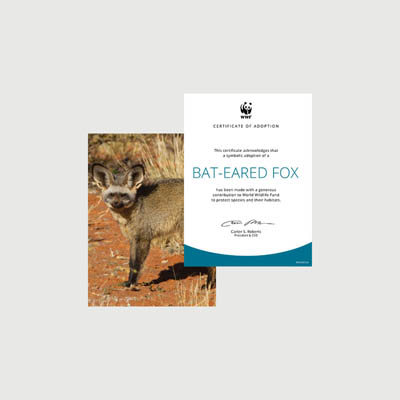 bat eared fox Photo + certificate adoption kit