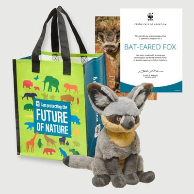 bat eared fox Plush adoption kit