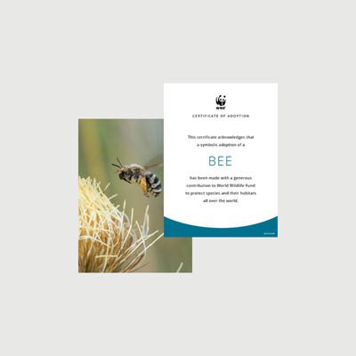 bee Photo + certificate adoption kit