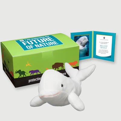 beluga whale Plush, box + frame adoption kit