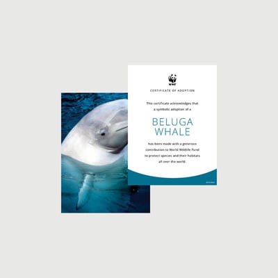 beluga whale Photo + certificate adoption kit