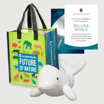 beluga whale Plush adoption kit