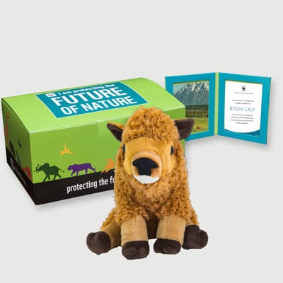 bison calf Plush, box + frame adoption kit