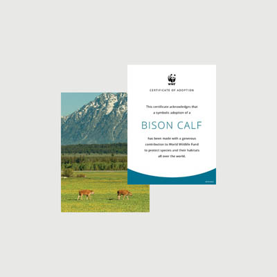 bison calf Photo + certificate adoption kit