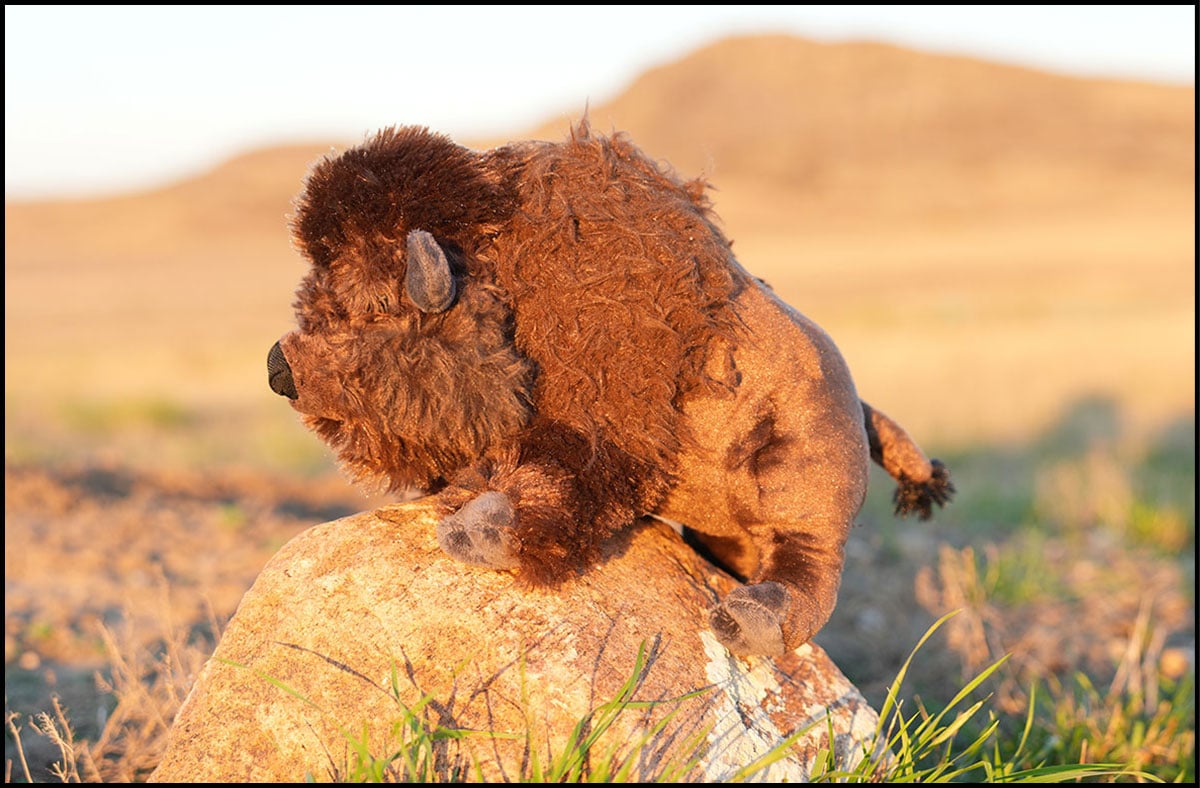 bison plush in wild