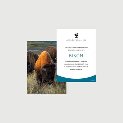 bison Photo + certificate adoption kit
