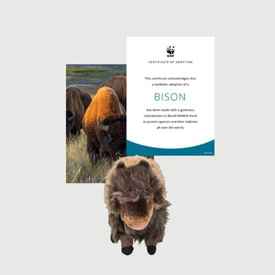 bison Mini plush adoption kit