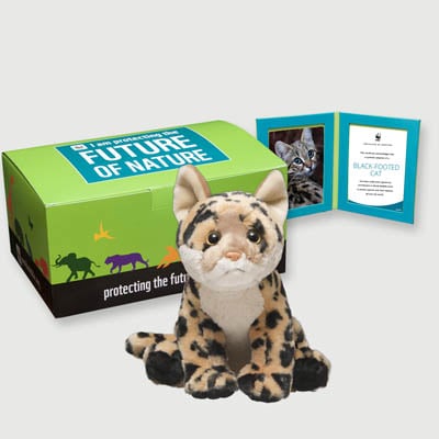 black footed cat Plush, box + frame adoption kit