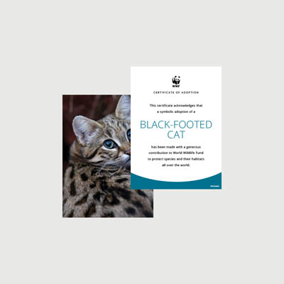black footed cat Photo + certificate adoption kit