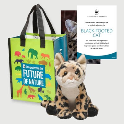black footed cat Plush adoption kit