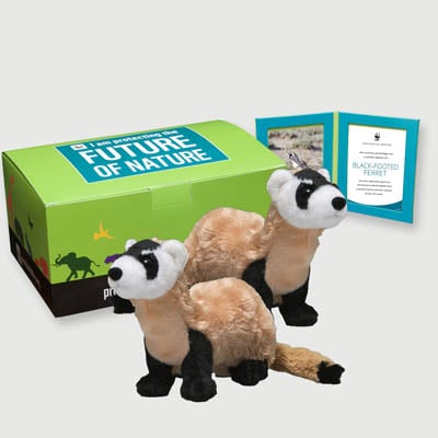 black footed ferret Plush, box + frame adoption kit