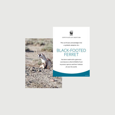black footed ferret Photo + certificate adoption kit