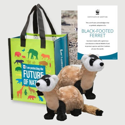 black footed ferret Plush adoption kit