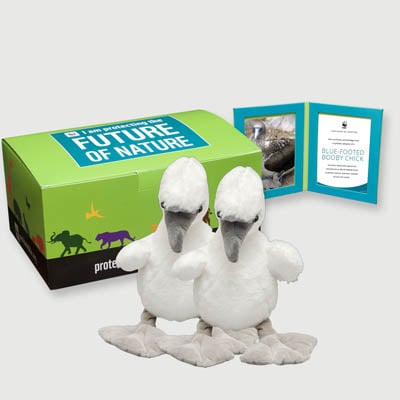 blue footed booby chick Plush, box + frame adoption kit