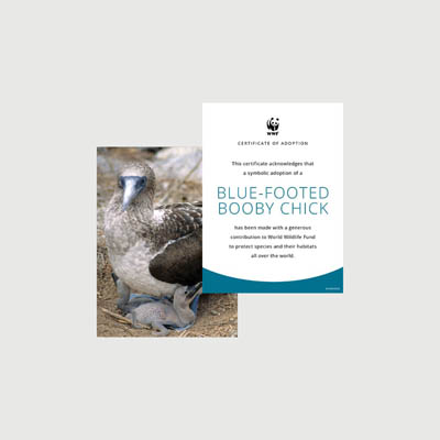 blue footed booby chick Photo + certificate adoption kit