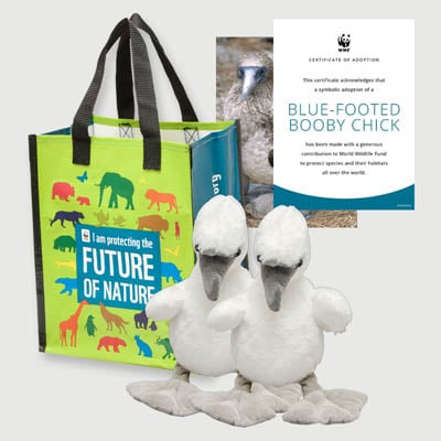 blue footed booby chick Plush adoption kit