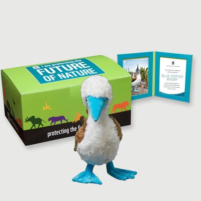 blue footed booby Plush, box + frame adoption kit