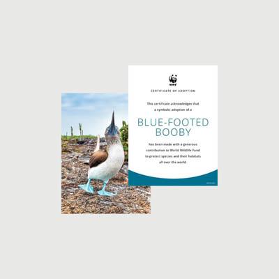 blue footed booby Photo + certificate adoption kit