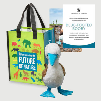 blue footed booby Plush adoption kit