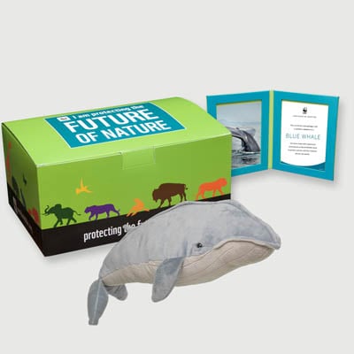 blue whale Plush, box + frame adoption kit