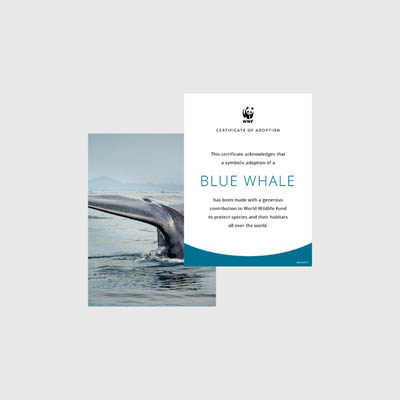 blue whale Photo + certificate adoption kit