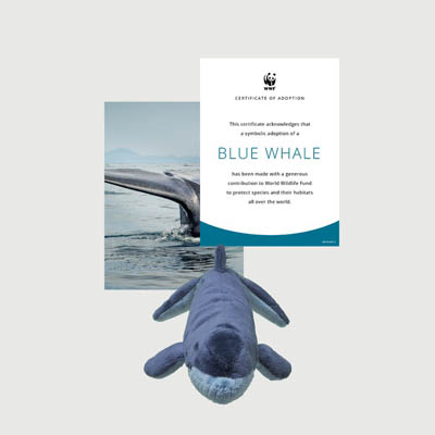 blue whale Mini plush adoption kit