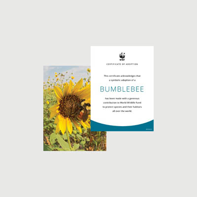 bumblebee Photo + certificate adoption kit