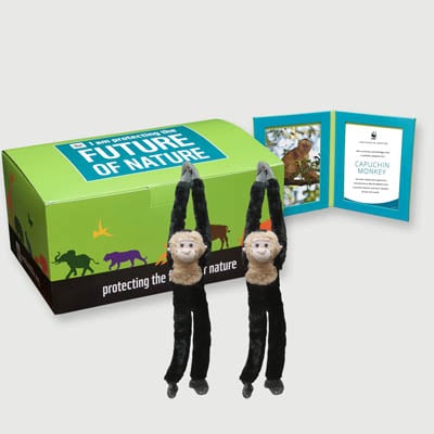 capuchin monkey Plush, box + frame adoption kit