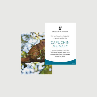 capuchin monkey Photo + certificate adoption kit