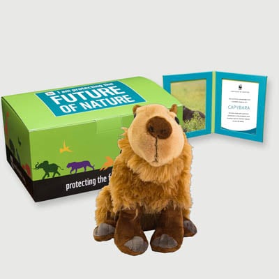 capybara Plush, box + frame adoption kit