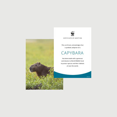 capybara Photo + certificate adoption kit