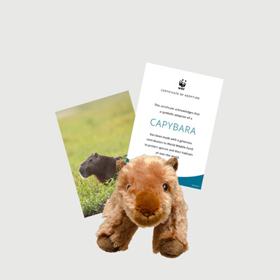 capybara Mini plush adoption kit