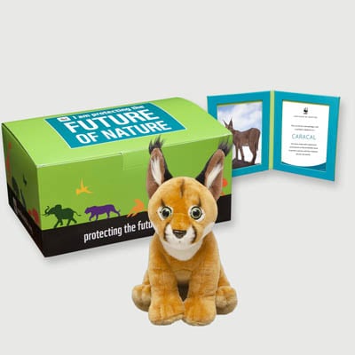 caracal Plush, box + frame adoption kit