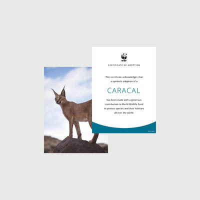 caracal Photo + certificate adoption kit
