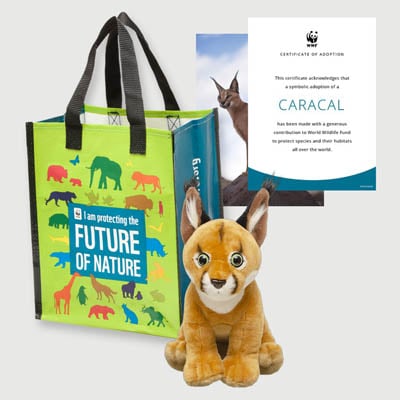 caracal Plush adoption kit