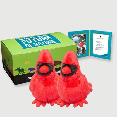 cardinal Plush, box + frame adoption kit