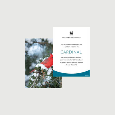 cardinal Photo + certificate adoption kit