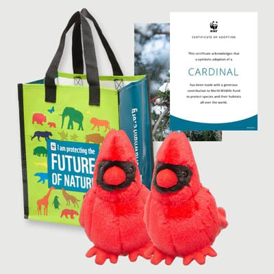 cardinal Plush adoption kit