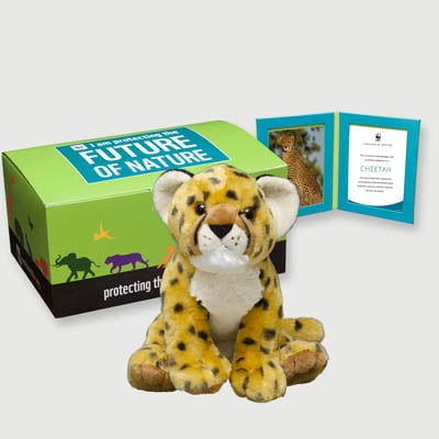 cheetah Plush, box + frame adoption kit