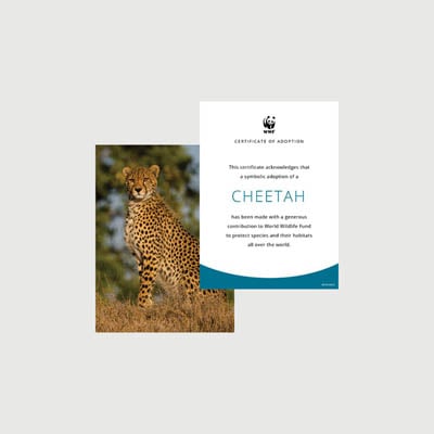 cheetah Photo + certificate adoption kit