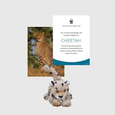 cheetah Mini plush adoption kit