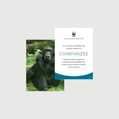 chimpanzee Photo + certificate adoption kit