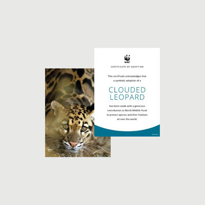 clouded leopard Photo + certificate adoption kit