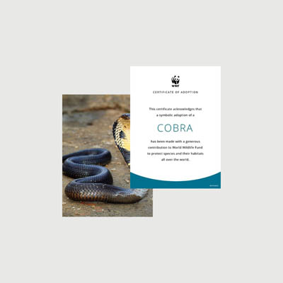cobra Photo + certificate adoption kit