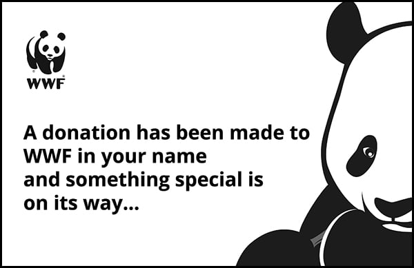 illustrated panda with coming soon text