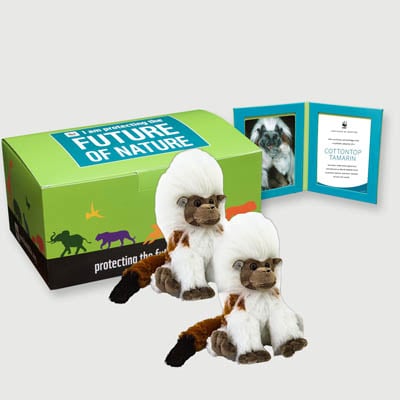 cottontop tamarin Plush, box + frame adoption kit