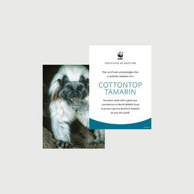 cottontop tamarin Photo + certificate adoption kit